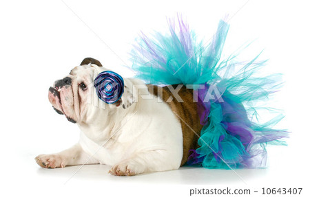 female bulldog 10643407