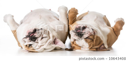 mother and daughter dog sleeping 10643408