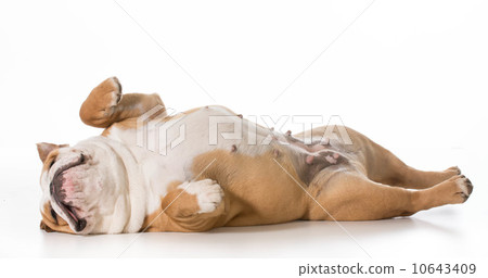 dog sleeping 10643409