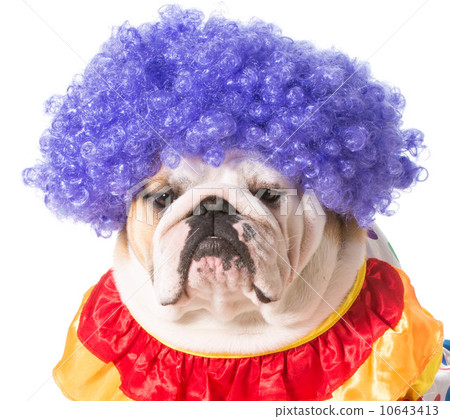 clown puppy clown puppy 10643413