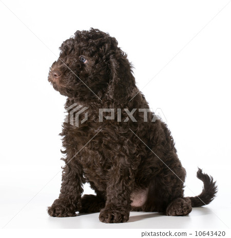 cute puppy 10643420
