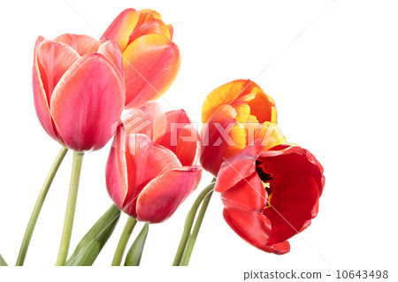 Flowers Flowers 10643498