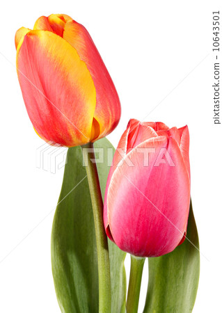 Tulips Tulips 10643501