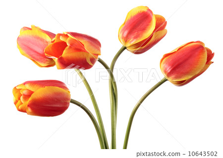 Tulips Tulips 10643502