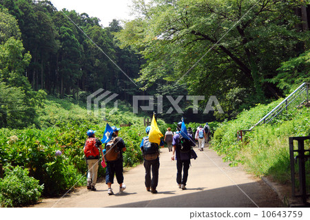Fresh green road Fresh green road 10643759