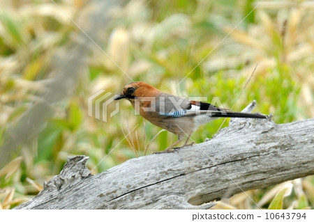 Miyamakakesu 10643794