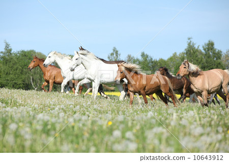 Very various batch of horses running on pasturage Very various batch of horses running on pasturage 10643912