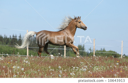 Gorgeous stallion running on spring pasturage Gorgeous stallion running on spring pasturage 10643913