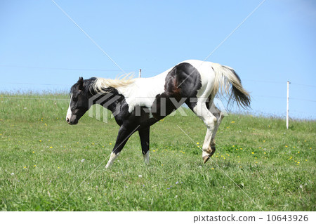 Gorgeous black and white stallion of paint horse running Gorgeous black and white stallion of paint horse running 10643926