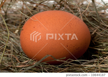 Brown chicken egg in nest Brown chicken egg in nest 10644187