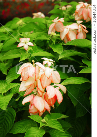 Dona Queen Sirikit, Nice yellow flower 10644314