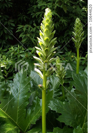 The flower of acanthus began to fray 10644620