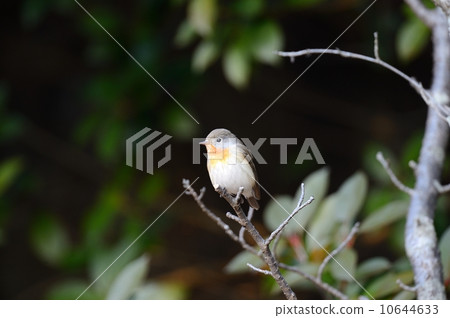 梨sourobitaki 梨sourobitaki 10644633