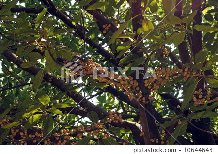 阿庫的果實 10644643