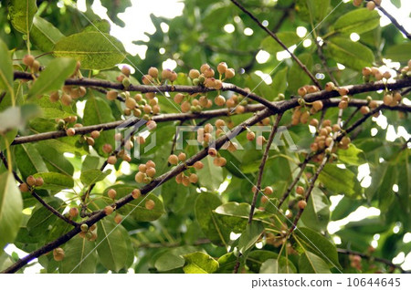 阿庫的果實 10644645