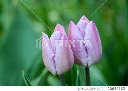 Tulip 10644685