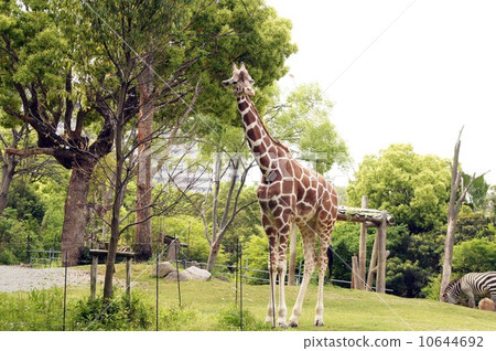 網紋長頸鹿 10644692