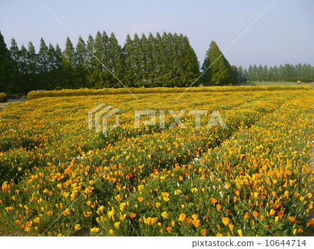 生駒高原的罌粟花 生駒高原的罌粟花 10644714