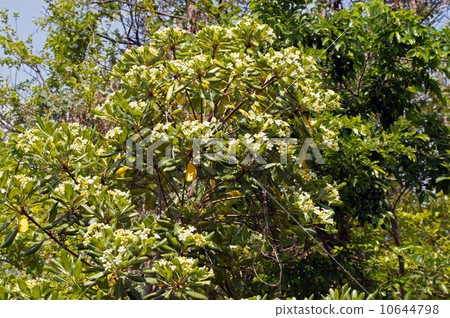 Towella flowers 10644798