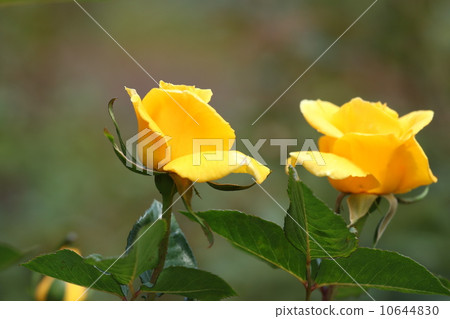 Two-wheel rose 10644830