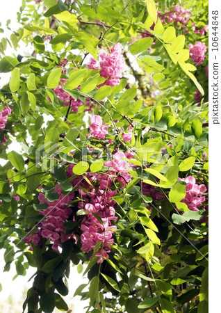 black locust false acacia flowering trees