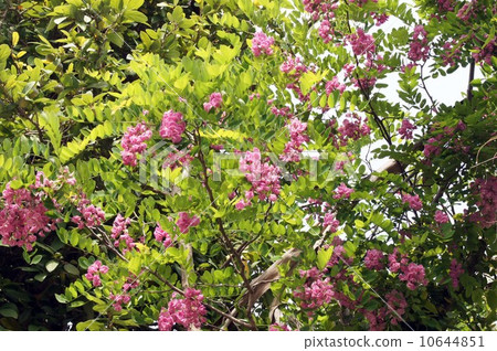 Momokoro 's fake acacia Momokoro 's fake acacia 10644851