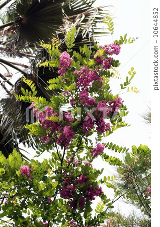 Momokoro 's fake acacia Momokoro 's fake acacia 10644852