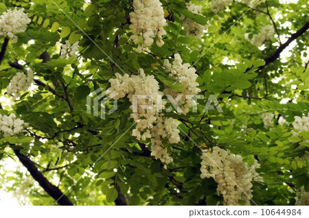 White flowers of falseacacia 10644984