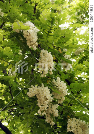 White flowers of falseacacia 10644985