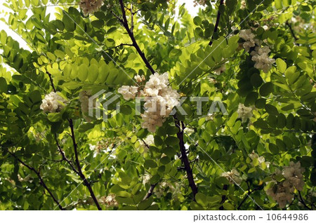White flowers of falseacacia White flowers of falseacacia 10644986