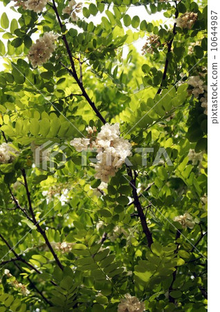 White flowers of falseacacia 10644987