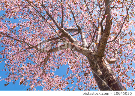 Mountain cherry trees in full bloom and blue sky Mountain cherry trees in full bloom and blue sky 10645030