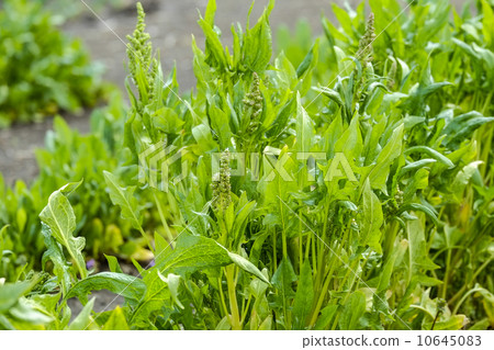 Spinach flowers 10645083