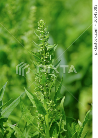 Spinach flowers 10645085