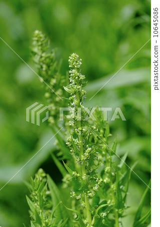 Spinach flowers 10645086
