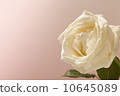 White rose 10645089