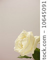White rose 10645091
