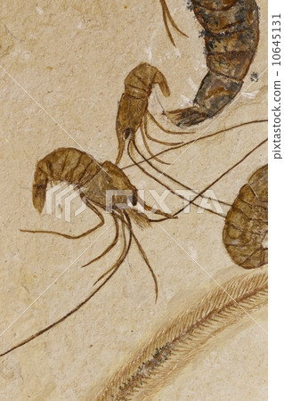 Shrimp fossil 10645131