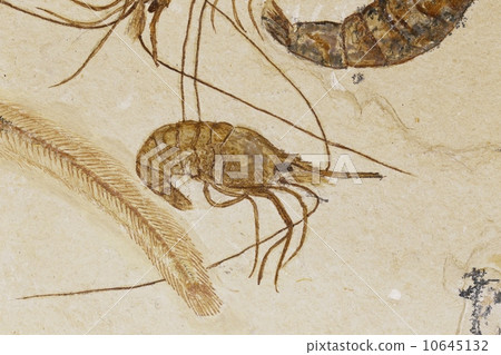 Shrimp fossil 10645132