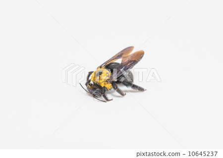 Carpenter bee 10645237