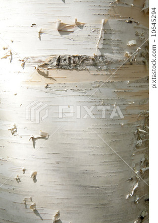 Texture of wood 10645294
