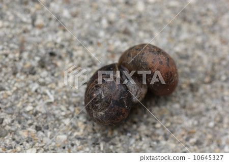 Do you love each other? Snail mating 04 10645327