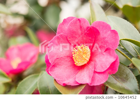 Satake花的花朵 10645452