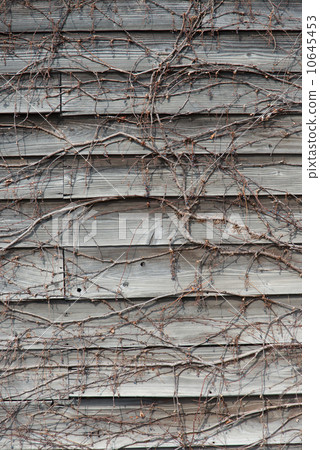 被纏結的常春藤木牆壁 10645453