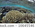 Coral 10645546