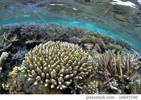 Coral 10645546