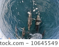 Dolphin 10645549
