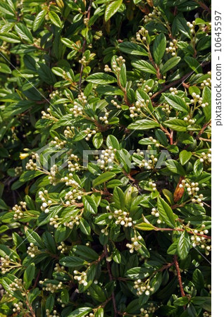 A little bulging Cotone astar bud 10645597