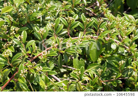 A little bulging Cotone astar bud A little bulging Cotone astar bud 10645598