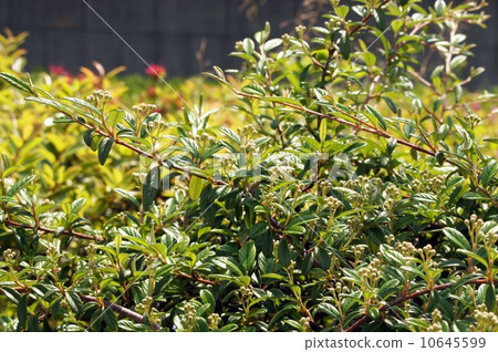 A little bulging Cotone astar bud A little bulging Cotone astar bud 10645599